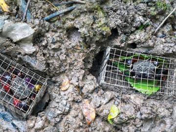 Đặc sản độc nhất vô nhị chỉ có ở Trà Vinh, xưa không ai ăn nay nổi tiếng khắp vùng, 90.000 đồng/kg