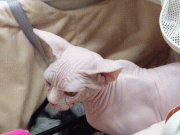 Clip Eva - Giới trẻ mạnh tay chi tiền triệu nuôi mèo quý tộc mang đi thi 'hoa hậu'