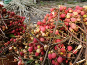 Tiêu dùng - Loại quả xưa không ai biết đến, giờ thành đặc sản mùa hè có vị chua ngọt hấp dẫn, 90.000 đồng/kg