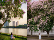 Lifestyle - Bằng lăng nhuộm tím những góc phố Hà Nội, giới trẻ Thủ đô nô nức “check-in”