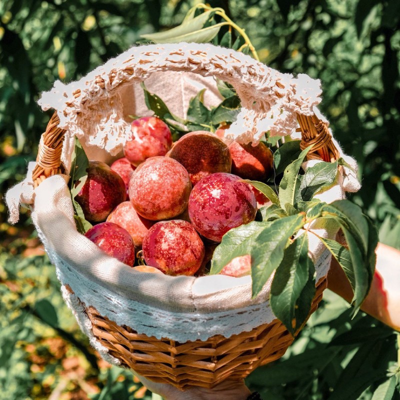 Hằng năm, độ tầm tháng 5, tháng 6 chính là thời điểm lý tưởng để các bạn săn mận Mộc Châu. (Ảnh: Trang Tura)
