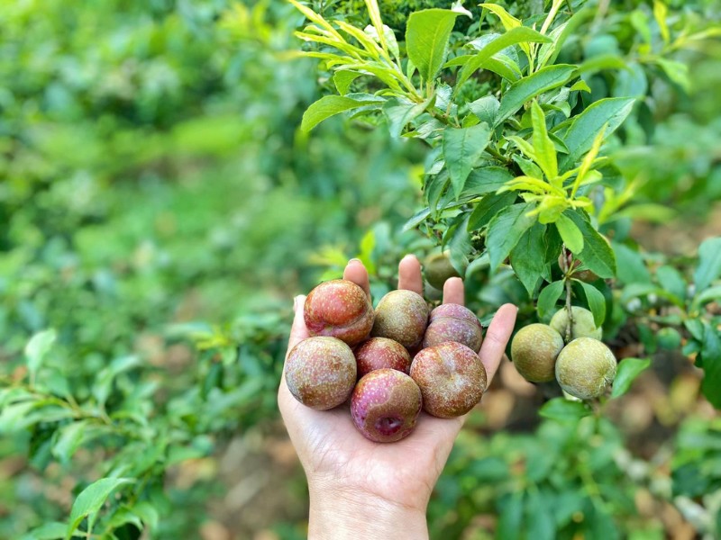 Từng chùm mận căng mọng, tròn đầy cứ nối tiếp nhau chín rộ như quyến rũ, thu hút ánh nhìn của bất kỳ ai. (Ảnh: Phương Mai Nguyễn)
