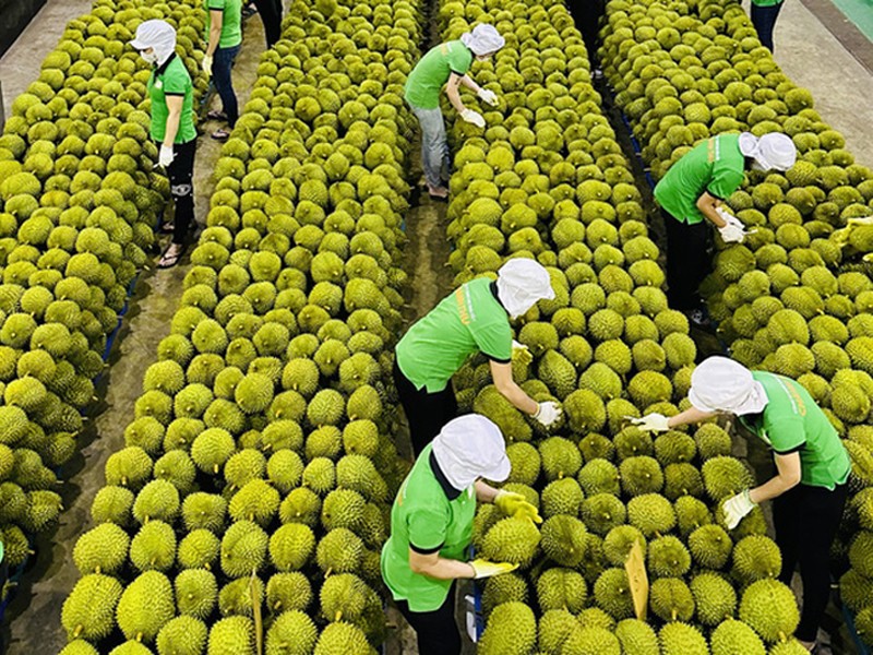 Việt Nam đang có 14 mặt hàng nông sản xuất khẩu chính ngạch sang thị trường Trung Quốc như: Sầu riêng, tổ yến, khoai lang, thanh long, nhãn, chôm chôm, xoài, mít, dưa hấu, chuối, thạch đen, măng cụt, vải và chanh dây, sầu riêng…
