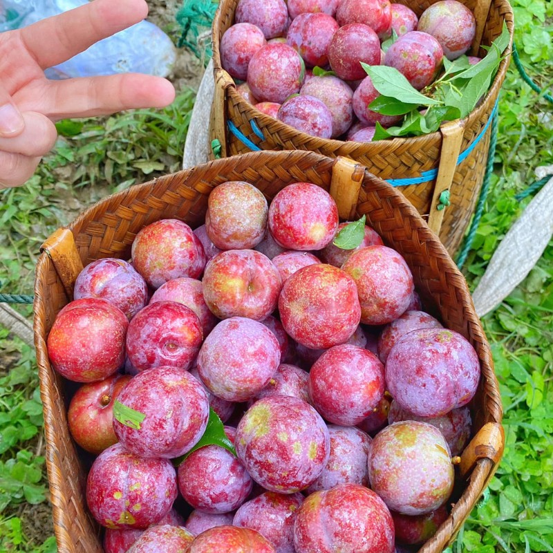 Đến Mộc Châu vào mùa mận chín, du khách sẽ được trải nghiệm hái mận vô cùng thích thú. (Ảnh: Nguyễn Hoàng Anh Minh)
