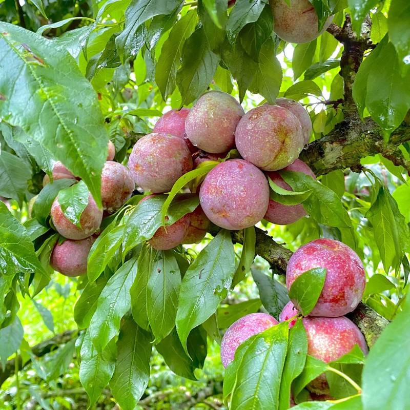 Bạn sẽ được tự tay hái những quả mận tươi rói, còn nguyên phấn trắng ngay tại vườn. (Ảnh: Nguyễn Hoàng Anh Minh)
