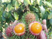 Tiêu dùng - Loại quả xưa không ai ngó ngàng, giờ thành đặc sản có vị chua ngọt được dân thành phố ưa chuộng, 50.000 đồng/kg