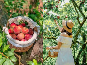 Lifestyle - Đến vựa mận lớn nhất Việt Nam trải nghiệm mùa mận chín, hái quả còn nguyên lớp phấn từ trên cây