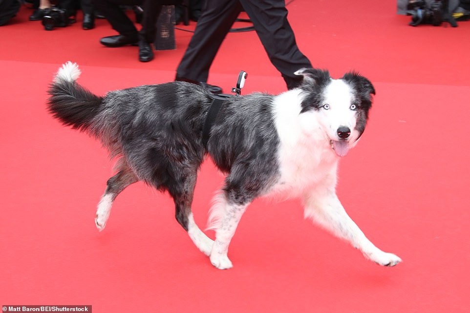 Chú chó Border Collie của Pháp gây chú ý khi xuất hiện trên thảm đỏ Cannes. Nó được biết đến với vai Snoop trong bộ phim Anatomy of a Fall năm 2023. Ảnh: Shutterstock.