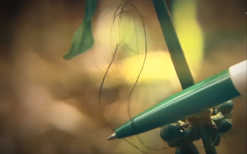 Sợi tóc vướng trên lá cây là manh mối đầu tiên của vụ án. Ảnh: Tri thức amp; cuộc sống.