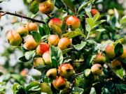 Lifestyle - Loại quả xưa ít người biết, giờ làm thành món ăn vặt mùa hè chị em thích mê, vừa ngon vừa lạ