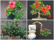 Tiêu dùng - Cây mọc bờ bụi ở quê "lên chậu" thành bonsai, có cây giá cả trăm triệu, vừa đẹp vừa mang lại may mắn