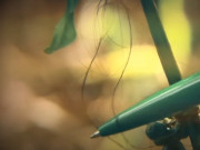 Tin tức - Vạch mặt kẻ thủ ác: Sợi tóc trên lá cây "tố cáo" kẻ sát hại 3 bà cháu