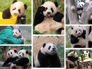 Ngoài công chúa Fubao, những bé gấu trúc dưới đây cũng đốn tim cư dân mạng với sự đáng yêu chữa lành!