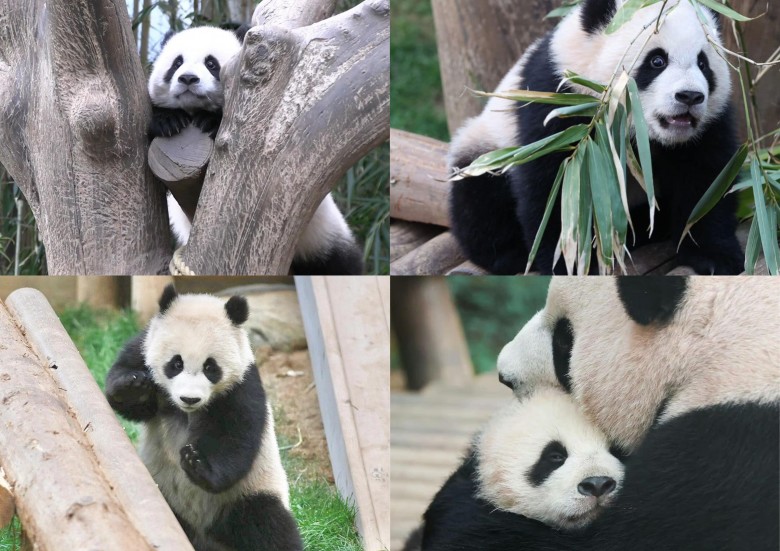                           HuiBao nổi tiếng với vẻ ngoài mũm mĩm và tích cách năng động, nghịch ngợm.