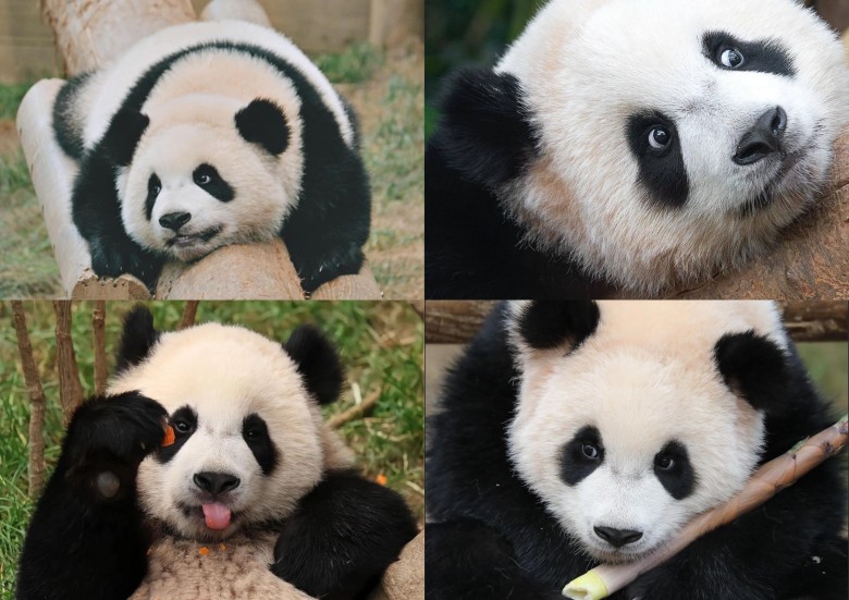 RuiBao có đôi chân dài hơn cô em gái HuiBao, thích ăn cà rốt và măng. 