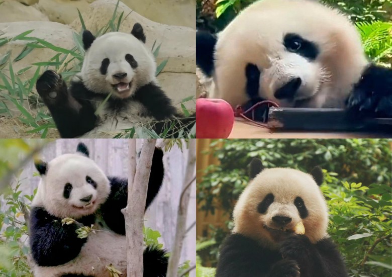                                                         Hot boy Bắc Thần với nụ cười toả nắng.