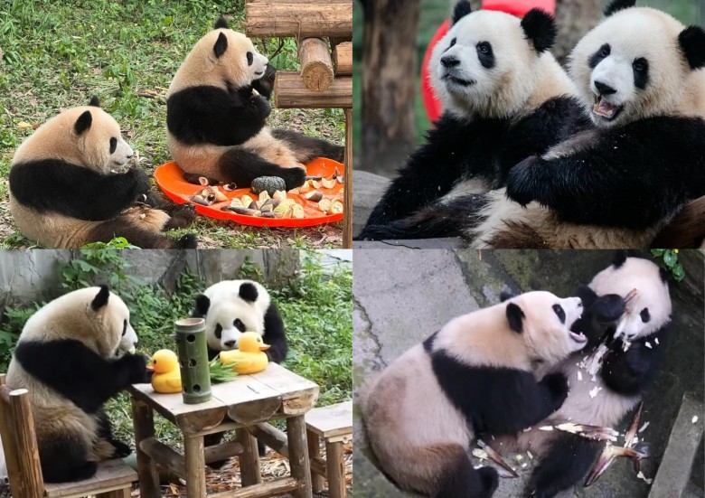 Cặp anh em sinh đôi trái dấu với tích cách nghịch ngợm khiến cư dân mạng thích thú.