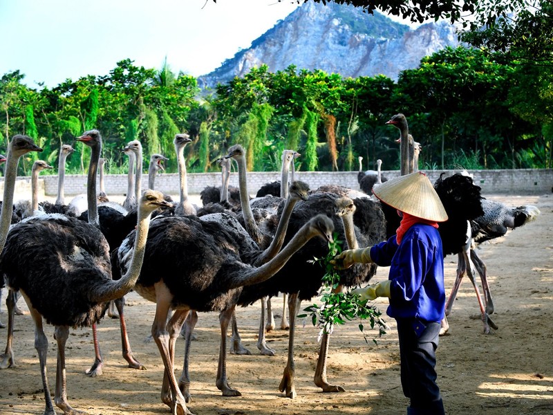 Từ công nhân nhà máy xi măng, bà Bình nuôi khát vọng làm giàu và may mắn khi được biết tới mô hình nuôi đà điểu. Trải qua nhiều khó khăn, hiện trang trại đà điểu của bà mang lại nguồn thu lớn. Bà còn tự mở nhà hàng tại TP Hải Dương để giới thiệu các món ăn từ đà điểu.
