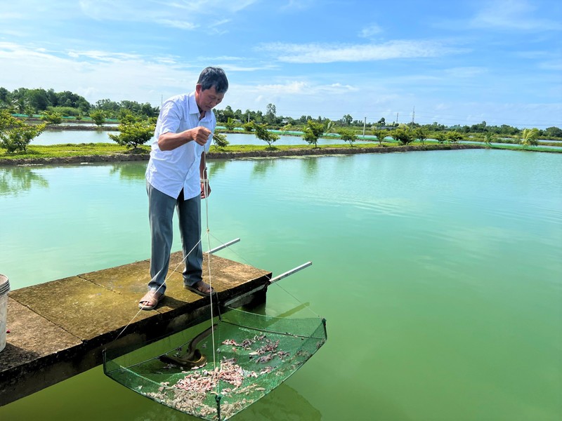 Nhận thấy mô hình mang lại hiệu quả, nhiều hộ lân cận đã chọn nghề nuôi cá chình để phát triển kinh tế. Trong đó, không ít người đổi đời và xây dựng được cơ ngơi khang trang chỉ sau một vài vụ nuôi thành công.
