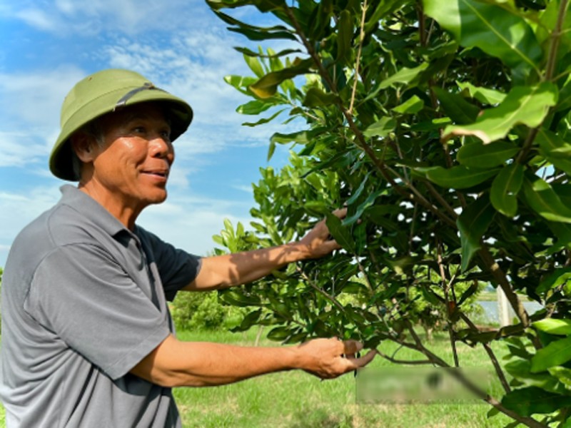 Ông Bùi Đức Luận (xã Sơn Vi, huyện Lâm Thao, Phú Thọ) được biết đến là ông chủ trang trại chăn nuôi lợn, kết hợp thâm canh một số mô hình khác thông qua việc áp dụng khoa học kỹ thuật vào sản xuất, có thu nhập hàng tỷ đồng mỗi năm.
