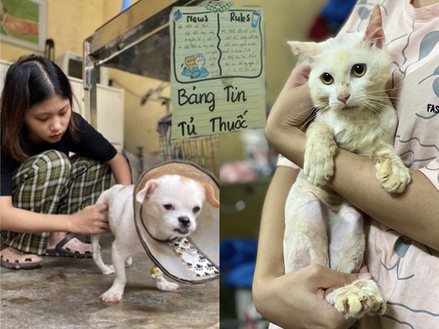 Tin tức - Ở Hà Nội, có một trạm cứu hộ chó, mèo bị bỏ rơi của các bạn sinh viên: Những cuộc gọi khẩn cấp trong đêm...