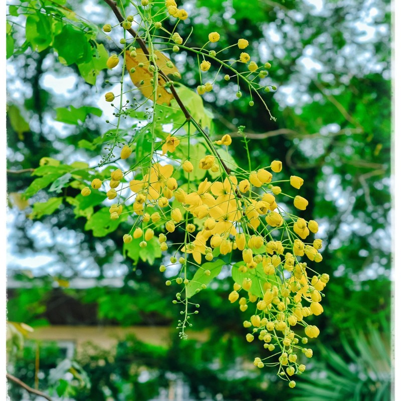 Loài hoa này còn đại diện cho sự may mắn, cho niềm hy vọng vào một tương lai tốt đẹp hơn bởi sắc vàng rực rỡ của mình. (Ảnh: D. Phạm Tú)
