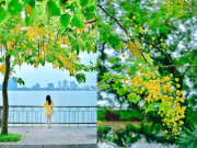 Lifestyle - Giới trẻ đổ xô đến Hồ Tây để chụp ảnh với loài hoa "lạ mà quen", nở bung "dát vàng" cả con đường