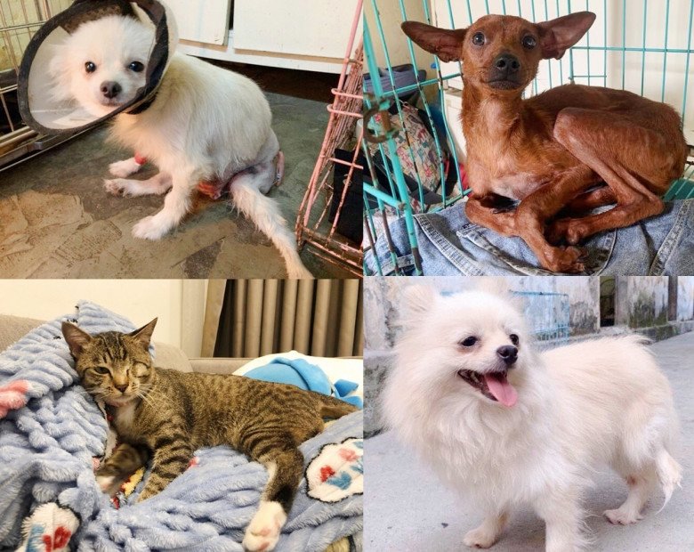 Ở Hà Nội, có một trạm cứu hộ chó, mèo bị bỏ rơi của các bạn sinh viên:  Những cuộc gọi khẩn cấp trong đêm...