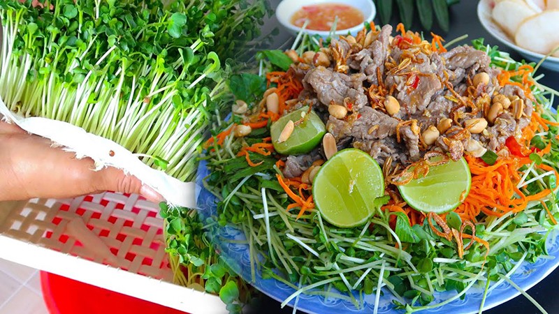 Mùa hè là thời điểm lý tưởng để trồng các loại rau mầm để làm gỏi, làm salad, ăn vừa mát vừa tốt cho sức khỏe. Nhưng trong điều kiện nhiệt độ nóng ấm, rau mầm dễ hình thành vi khuẩn e.coli, salmonella và listeria gây nên ngộ độc thực phẩm cho người ăn.


