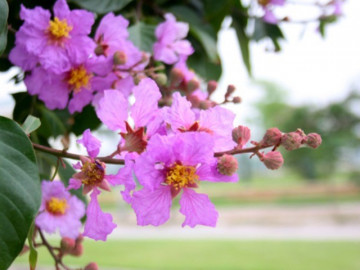 Khi tâm trí bạn tĩnh lặng, cuộc sống của bạn ắt sẽ tốt tươi! 