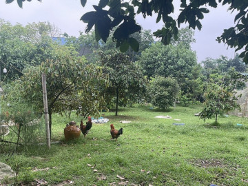 Con trưởng vụ 11 anh em kiện chia đất yêu cầu sổ đỏ đứng tên mình