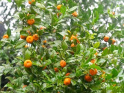 Lifestyle - Loại quả xưa chín rụng đầy không ai ngó ngàng, giờ thành đặc sản nổi tiếng ở Thanh Hóa, có vị chua ngọt hấp dẫn