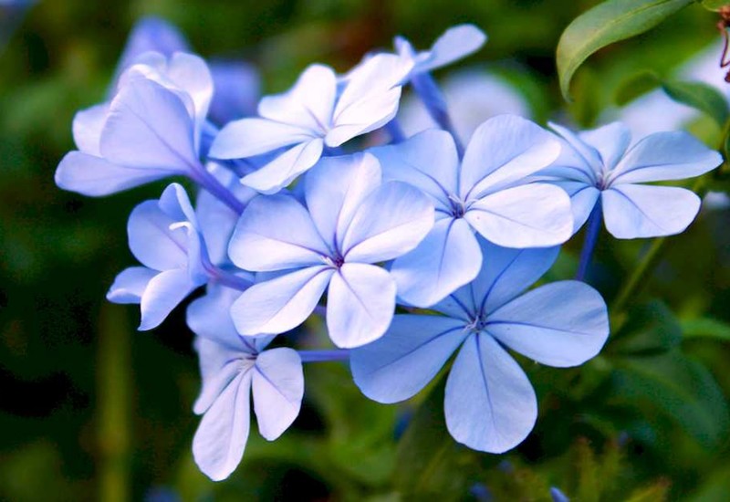 Loài hoa này có màu xanh biếc, mang đến cho người ta cảm giác tươi mới và huyền bí. Hoa nở quanh năm và nở thành từng chùm, mỗi chùm có khoảng 10-30 bông hoa nhỏ.
