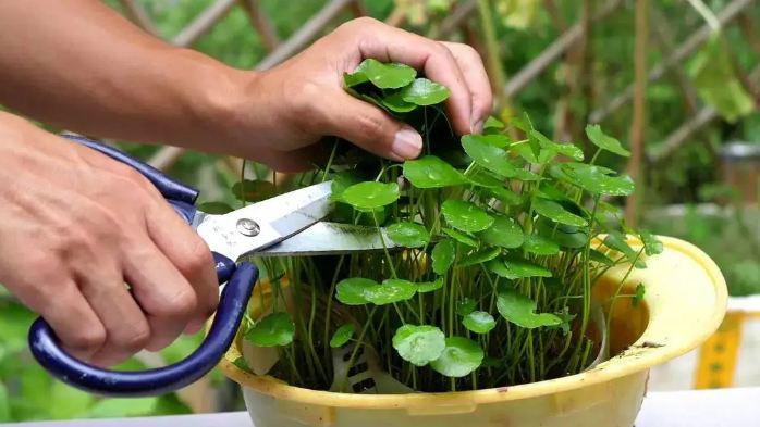 Vào tháng 5 hãy nhanh tay “cạo trọc” 4 loại hoa này, cây sẽ trẻ hóa, nụ mới mọc lên tua tủa - 3