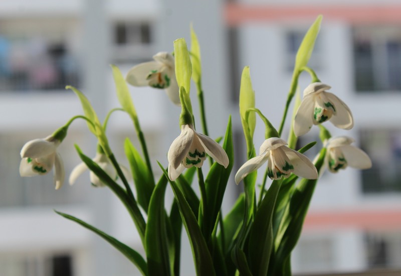 Hoa Snowdrop, hay còn gọi là hoa tuyết điểm, hoa giọt tuyết, là loại hoa khá khó nặn, cần tỉ mỉ cao. 
