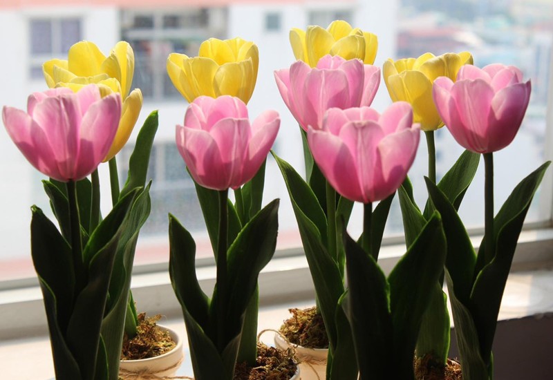 Những chậu hoa tulip hồng, vàng đẹp mê hồn. 
