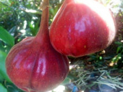 Tiêu dùng - Loại quả xưa chín rụng không ai biết đến, giờ thành đặc sản dân thành phố ưa chuộng vào mùa hè, 70.000 đồng/kg