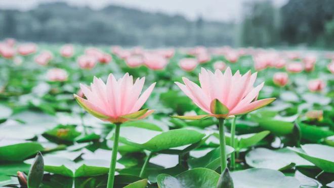 Người thông minh chỉ nói một nửa suy nghĩ, giấu đi một nửa khả năng - 2