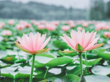 Người thông minh chỉ nói một nửa suy nghĩ, giấu đi một nửa khả năng