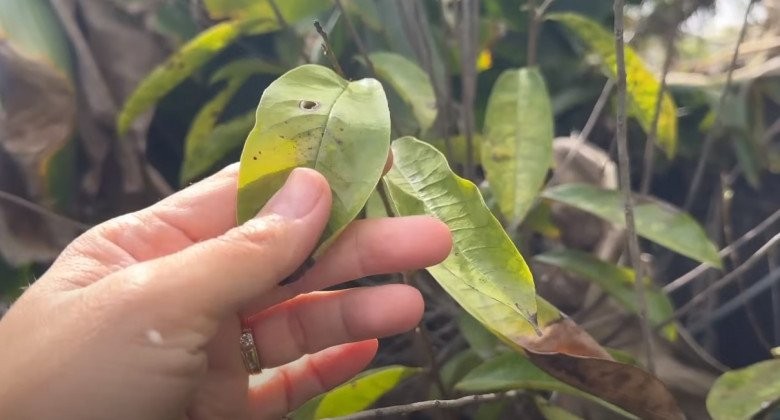 Cây mãng cầu xiêm Đức Tiến trồng chơi dù biết không có trái. Nhưng anh cho hay: Lá này mấy người bị ung thư mua về sấy khô làm trà uống. Ngày xưa mình mua 5-6 chục đô (khoảng 1,2 - 1,4 triệu đồng) về trồng cho vui.