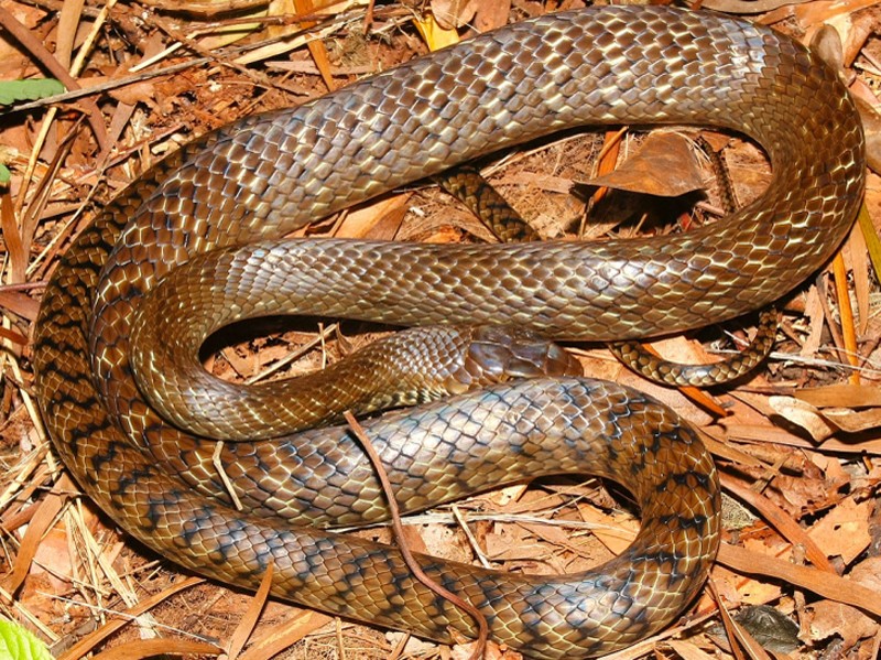 Rắn là loài đáng sợ, nhưng loài rắn hổ hèo lại là đặc sản nổi tiếng. Đây không phải là loài rắn độc nguy hiểm, chúng có nhiều công dụng trong y học. Trên thị trường, rắn hổ hèo thương phẩm có giá từ 300.000-450.000 đồng/kg. 
