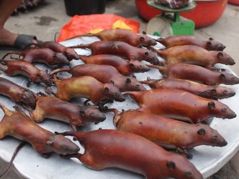 Mùa săn chuột diễn ra vào tháng 2, tháng 3 hoặc tháng 8, tháng 9 âm lịch - tháng thu hoạch lúa. Tại một số khu chợ ở Hà Giang, chuột được mổ bụng, thui vàng rộm, thơm phức, được bày bán trên mẹt với giá từ 70.000-90.000 đồng/kg.
