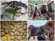 Tin tức - 10 loài đặc sản độc nhất vô nhị, nhìn "nổi da gà" nhưng ngon và hiếm ở Việt Nam, giá vô cùng đắt đỏ