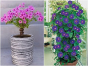 Nhà đẹp - 8 loại hoa dại nay lên đời làm hoa cảnh, trồng trong chậu ở ban công sẽ nổi bần bật