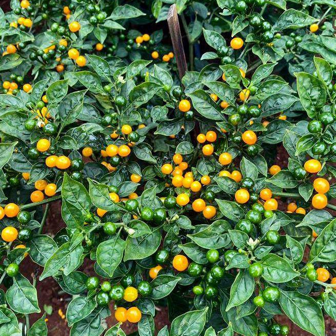 Quả ớt Aji Charapita là gia vị đắt đỏ bậc nhất thế giới