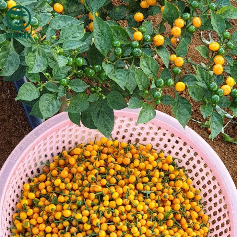 Hiện nay ở Việt Nam nhiều người đã trồng thành công giống ớt này