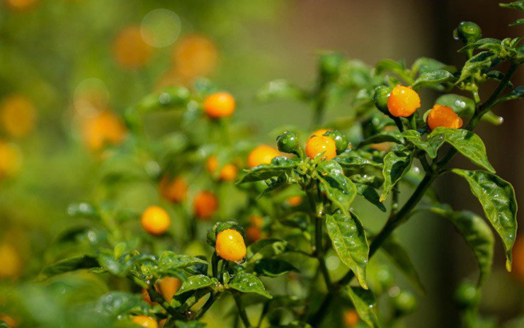 Loại quả xưa không ai biết, giờ thành đặc sản nổi tiếng đắt đỏ, dân thành phố amp;#34;săn lùngamp;#34;, 1 triệu đồng/kg - 3