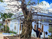 Tin tức - Vườn bonsai cổ thụ "siêu khủng" ở Tây Nguyên của chàng trai 9X, có gốc khế trăm tuổi được ra giá 5 tỷ đồng