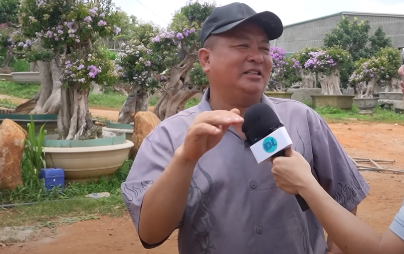 Anh Hoa với niềm yêu thích sưu tầm cây bằng lăng màu tím mộng mơ