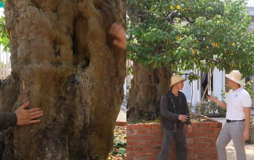 Gốc cây khế được ra giá hàng tỷ đồng của anh Thọ mà hiếm nhà vườn nào có